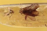 Detailed Fossil Caddisfly, Fungus Gnat, and Wasp in Baltic Amber #292463-1